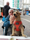 image_Cherche promenade chiens  La Rochelle