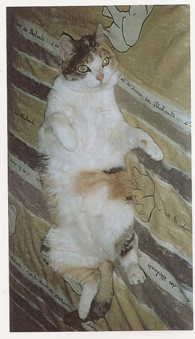 Garde / promenade d'animaux