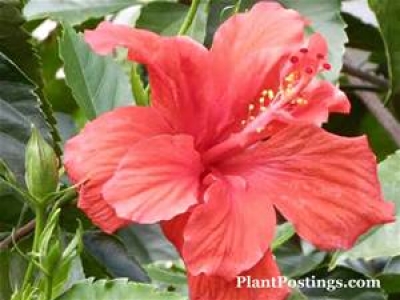 Jardinage