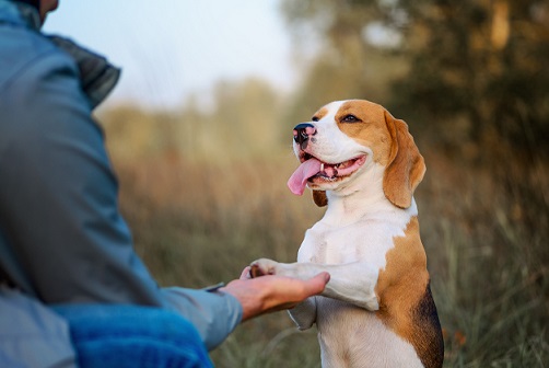 Senior : comment éduquer votre chien