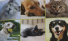 image_Partez sereinement en laissant vos animaux de compagnie chez vous