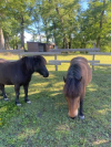 image_Hébergement contre soins à 2 chevaux et services jardinage