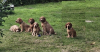 image_Recherche quelqu'un pour nos chiens et maison