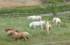 image_logement contre aide chevaux