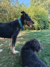 image_home et dog sitting