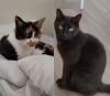 image_Garde animaux contre logement - hospitalisation