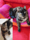 image_garde de chats - rochefort du gard