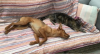image_recherche pour une semaine à définir, retraitée sérieuse pour garde maison et animaux
