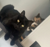 image_Cat sitter - Seine et marne
