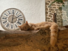 image_Maison Bretagne