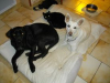 image_Garde de chiens et chats - Espinasse-Vozelle