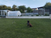 image_Boxer a garder a son domicile