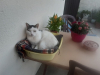 image_Gardien maison avec chat
