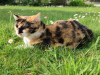 image_Fin d'année en Bretagne Maison avec une chatte