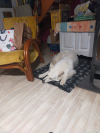 image_Garde d'animaux à mon domicile - Bretagne