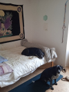 image_2 chiens à domicile 15 jours dans le Finistère en août