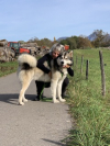 image_Toutou à garder, promener, je suis là pour les accompagner, les nourrir, les toiletter