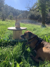 image_Cherche petsitter pour 2 chiens