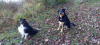 image_Promenade d'animaux - Cubry