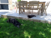 image_Cherche Gardien(s) de maison avec chien, chat et 2 poules pour les 2 premières semaines d'août