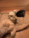 image_Garde maison avec chiens - Les Avenières
