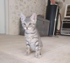 image_Garde de chaton à domicile