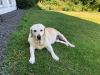 image_Pet sitter - toute la France