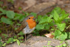 image_Reiki animalier