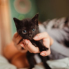 image_Garde vos chats - Caluire-et-Cuire