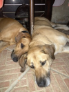 image_Maison en Bresse avec 2 chiens et 4 chats