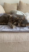 image_Recherche garde appartement et garde chats