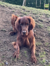 image_Garde chien setter irlandais 4 semaines